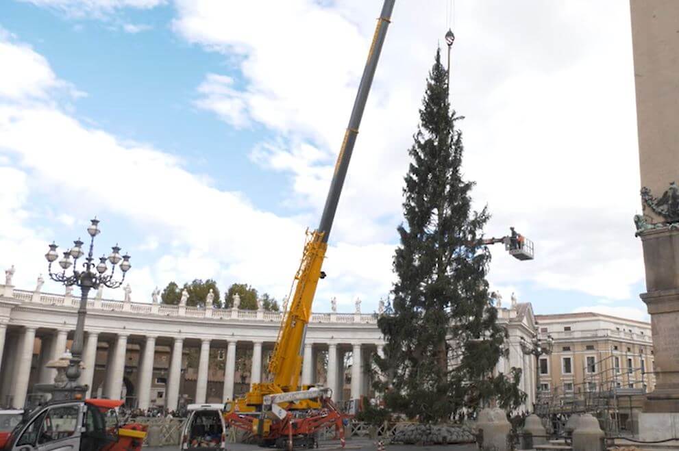 Postavljanje božičnog drvca u Vatikanu