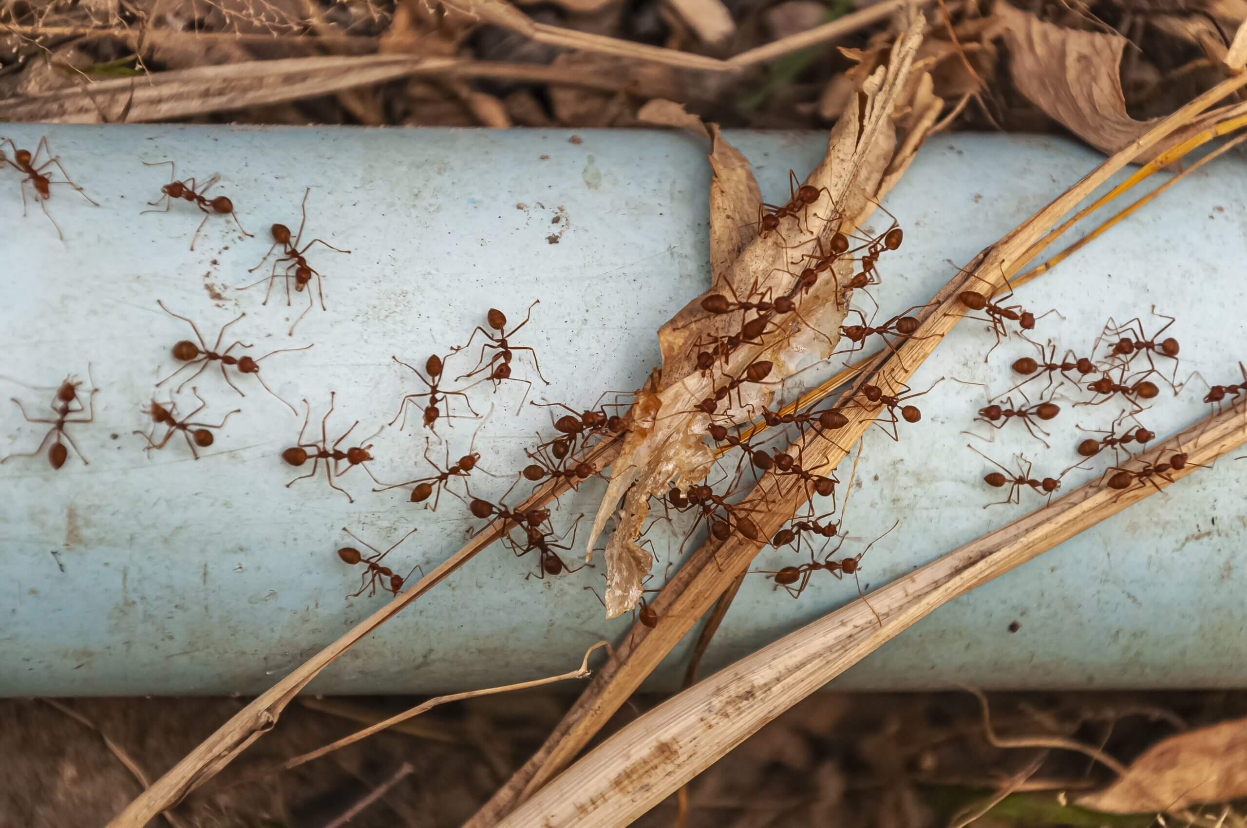 kolonija mrava | foto: Freepik