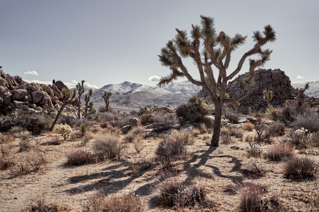 pustinja u južnoj Californiji | foto: Freepik