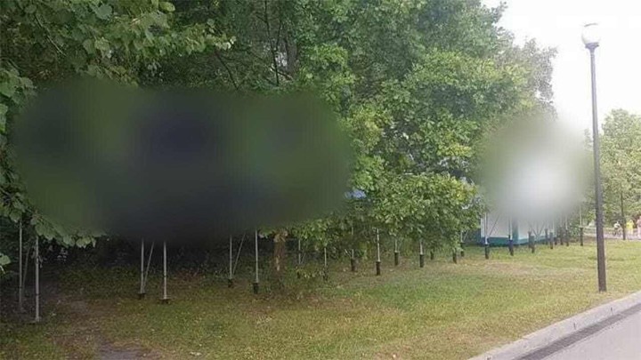 Foto: Na putu prema energetskoj održivosti zasmetala im šuma