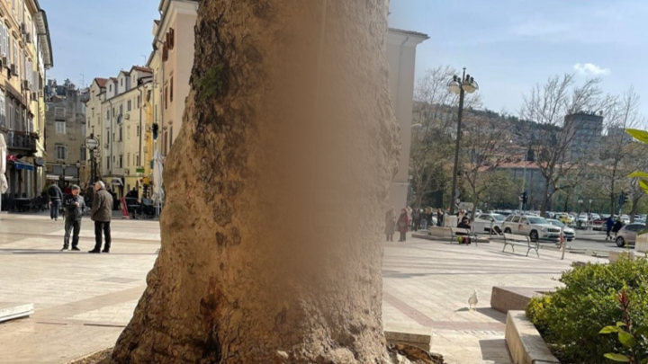 Foto: Nevjerojatan prizor u centru Rijeke, netko je postavio električne instalacije na stablo