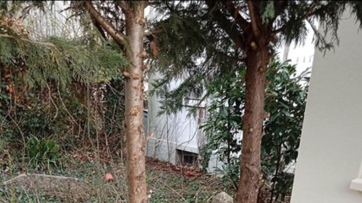 Foto: Ovo još niste vidjeli, 'savršena' simbioza cementa i prirode