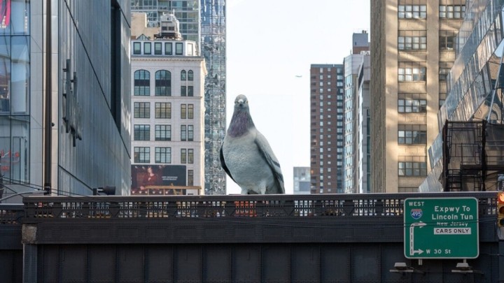 New York dobiva još jednu atrakciju, gigantski golub nadgledat će sve