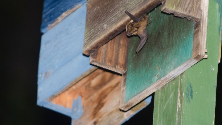 Ludo i originalno: Ne žele da im sruše naselje, protiv bagera se bore šišmišima!