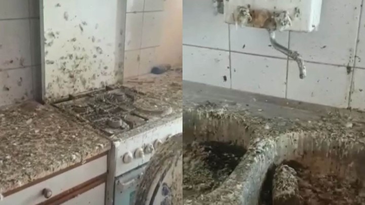 [VIDEO] Stan u Zagrebu naselili golubovi: 'Ne možete otvarati balkon jer onu sitnu prašinu od izmeta nosi vjetar'