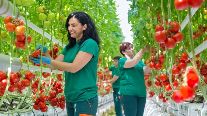 Nova geotermalna bušotina u Podravini: Od vruće vode struja, grijanje i - rajčice