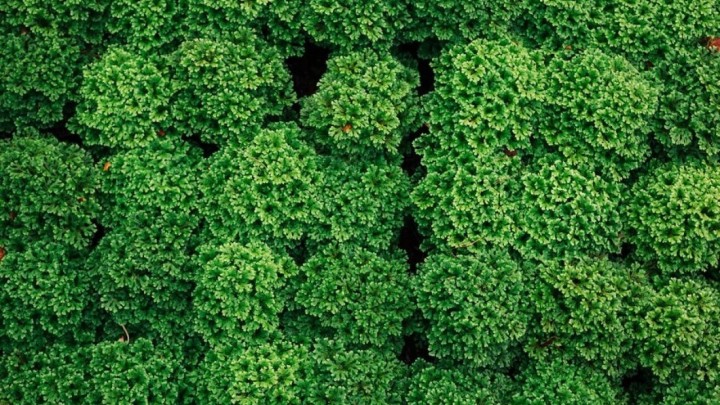 Fasada sa 140.000 biljaka u Poljskoj regulirat će temperaturu i vlagu zraka