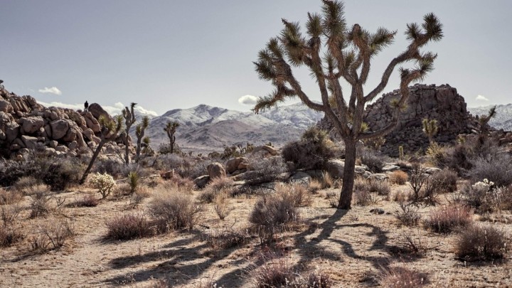 Danak održivog razvoja: Pustinja Mojave nestaje pod fotonaponskim panelima