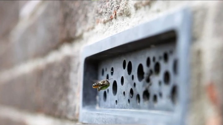 Kako bi spasio pčele, grad u Britaniji uvodi posebne 'pčelinje cigle' u gradnju novih zgrada
