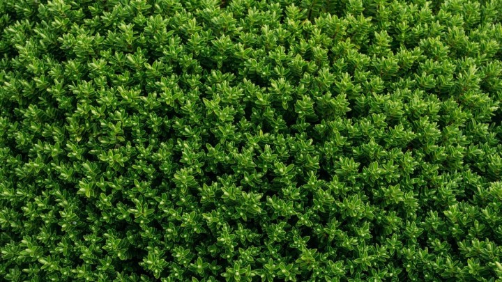 Zelena ograda: Konstrukcija koja je puno više od sadnje obične živice