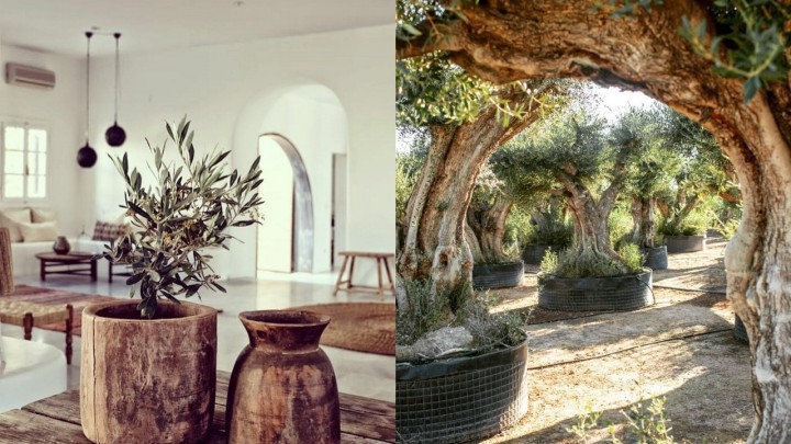 PlanToLive - brend uz pomoć kojeg će vaša terasa, ali i dom postati mediteranski raj