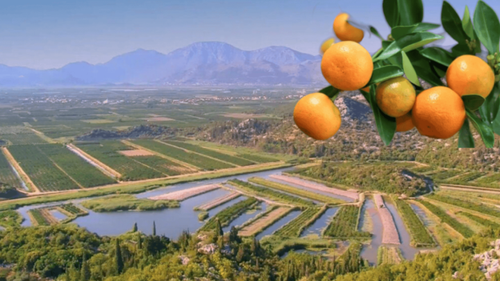 Gradi se milijunska brana u dolini Neretve, sol ubija mandarine, već je ugrožena četvrtina proizvođača