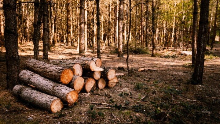 Devet osoba optuženo za gospodarsku prevaru: U tri godine oštetili drvnu industriju za milijune