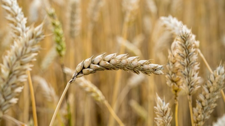 Poljoprivredna zemljišta u Hrvatskoj prodaju se u bescjenje, najjeftinija su u EU