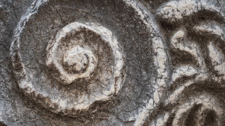 Najbolji graditelji u životinjskom svijetu: Pomjerili 40 tona zemlje i stvorili grad