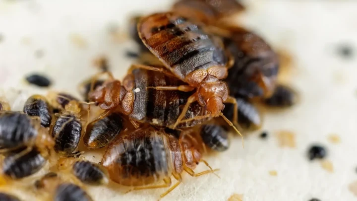 Riječki neboder na udaru stjenica, stanari u plikovima, dezinsekcija ne pomaže