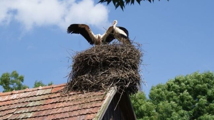 Zagrebačka županije isplaćuje naknadu za popravak krovišta s gnijezdima: Još se stignete prijaviti