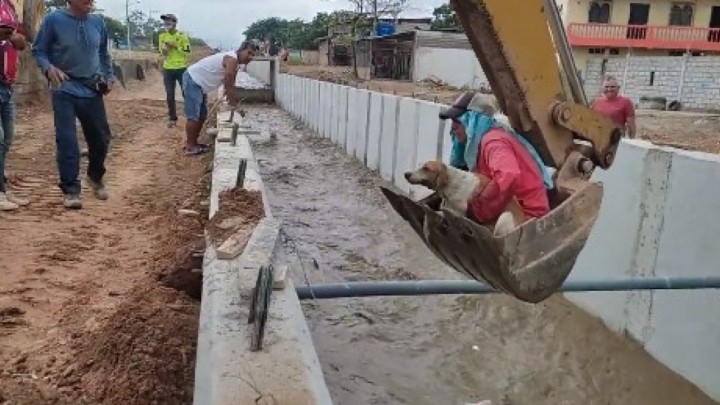 [VIDEO] Pogledajte kako su radnici spasili psa pomoću bagera