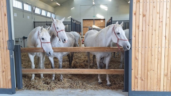 Milijunski projekt u Slavoniji ulazi u završnicu: Hrvatska završava jednu od najmodernijih ergela u Europi