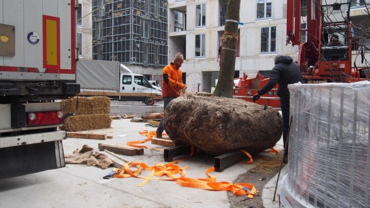 Galerija s gradilišta: Kako se na luksuznom zagrebačkom projektu 'montiraju' stabla od 15 metara