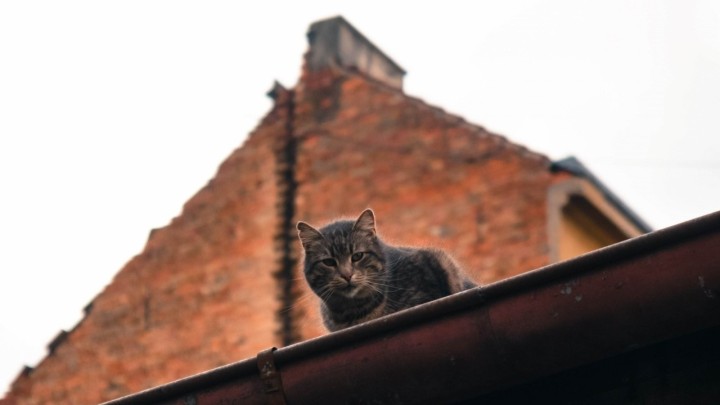 [FOTO] Prepoznajete li urušeni dimnjak iza mačke lutalice?