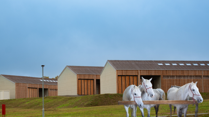 Kreće zadnja faza milijunskog slavonskog projekta: Lipicanci će dobiti najmoderniji dom u Europi